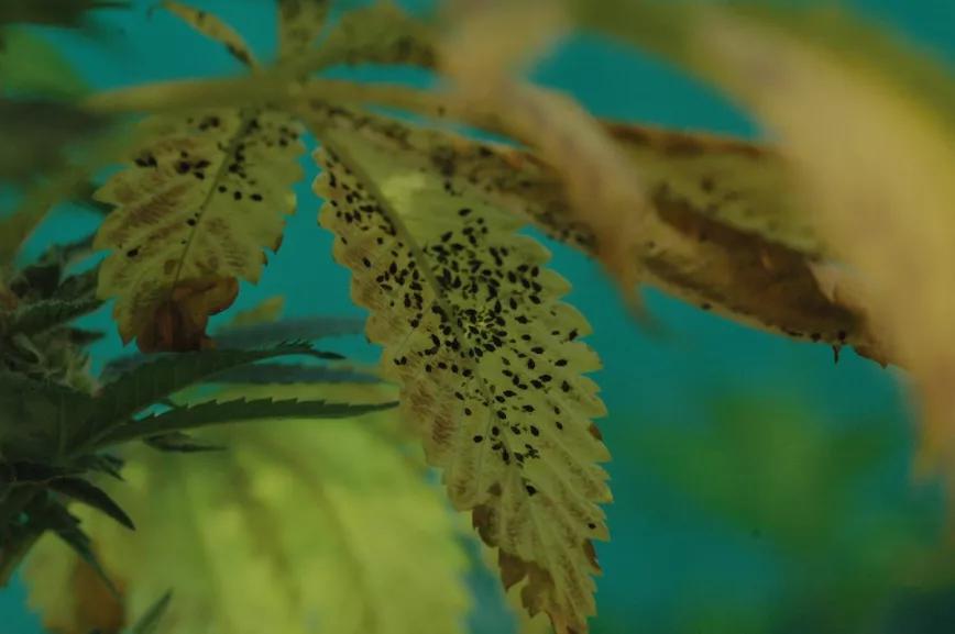 Los pulgones se pueden combatir con una pulverización de agua jabonosa.
