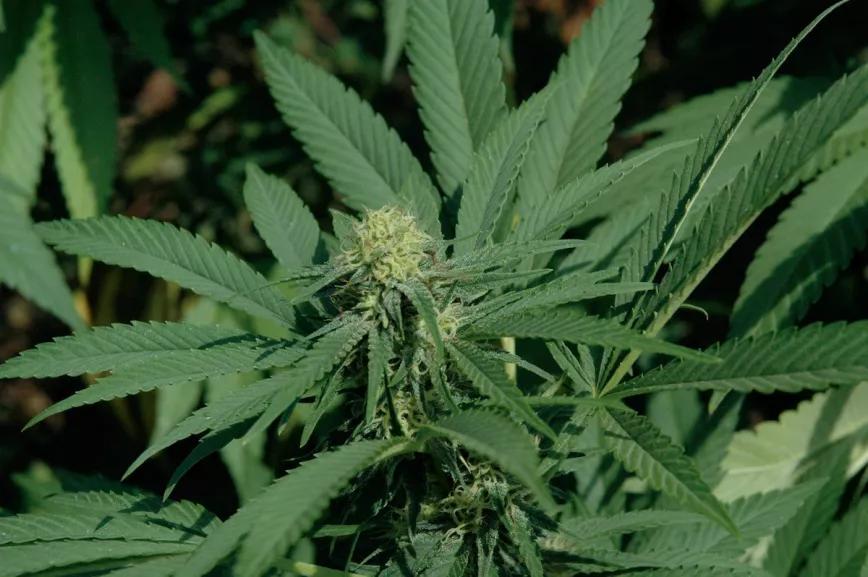 En la segunda mitad de la floración se puede eliminar el nitrógeno de la solución nutriente