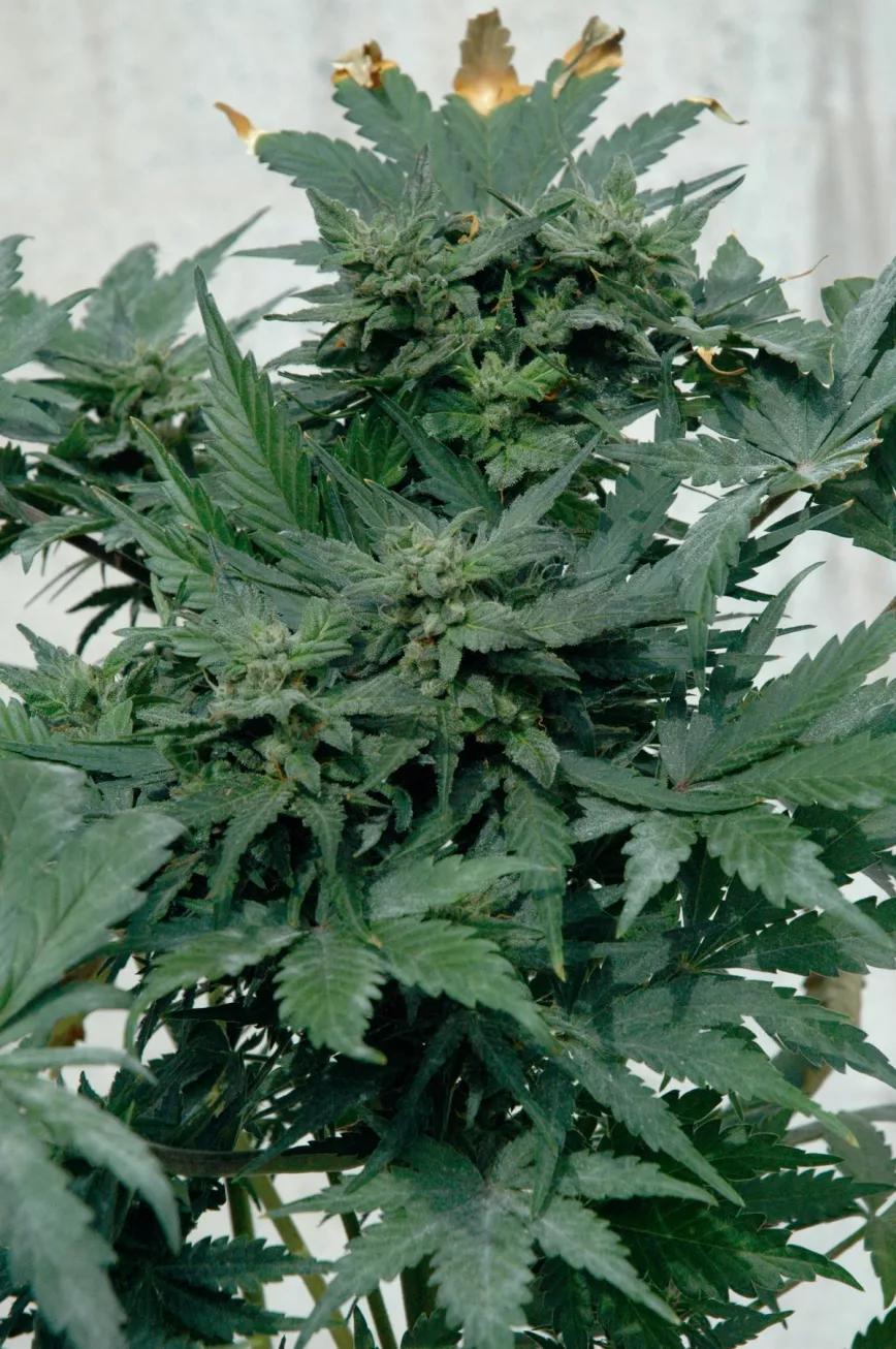 El oídio es una plaga cada vez más común en el cannabis