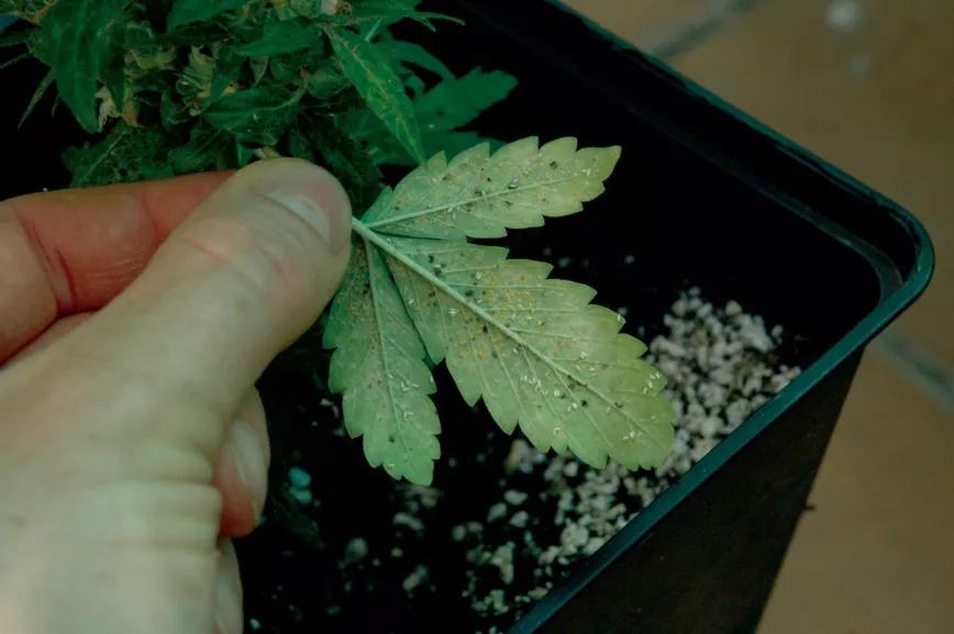 Al cosechar descubrimos esta colonia de mosca blanca escondida bajo las hojas.