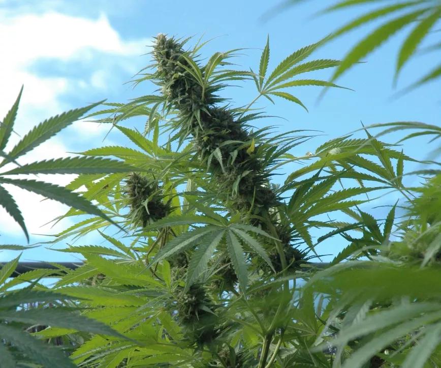 Las sativas suelen ser plantas altas y de maduración tardía