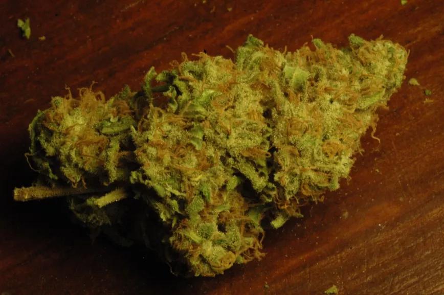 Una gran cantidad de resina es uno de los rasgos más valorados en un cogollo