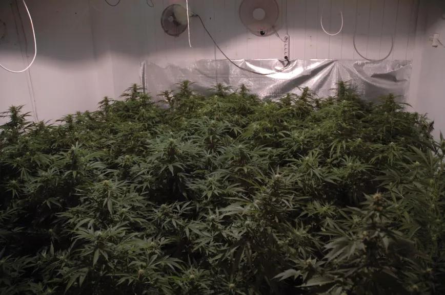 Un campo de cogollos de interior