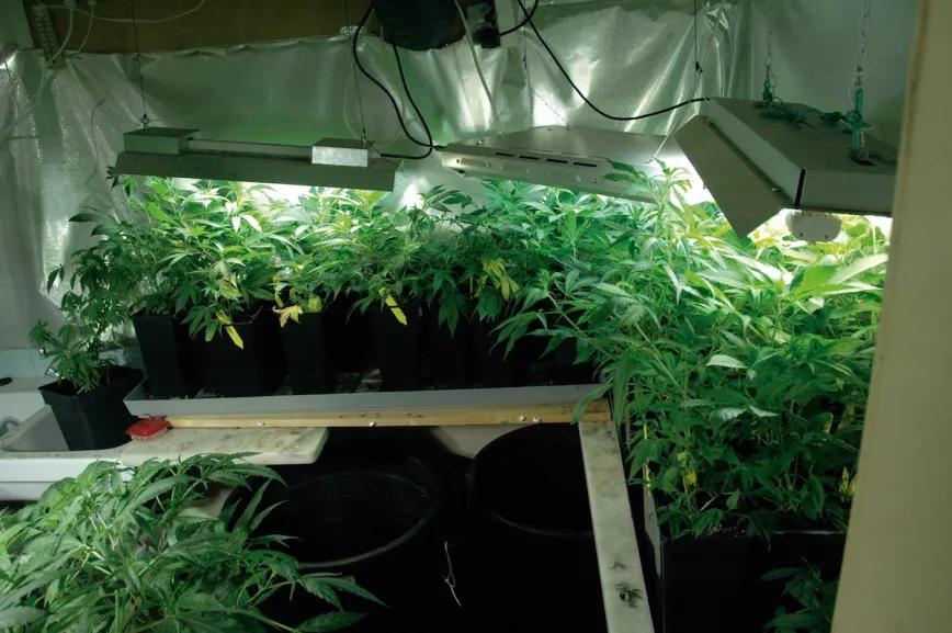 Esquejes creciendo en interior bajo fluorescentes y florecerán en invernadero. 