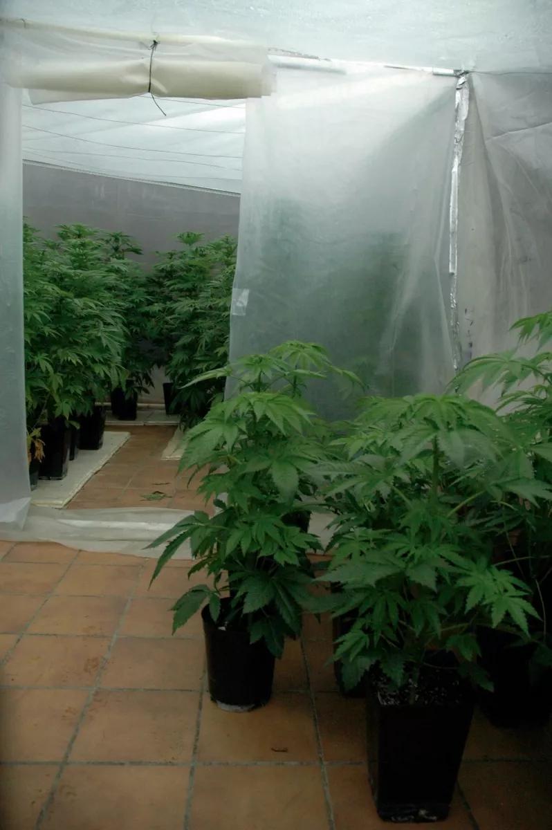 Cosecha de marihuana en invierno.