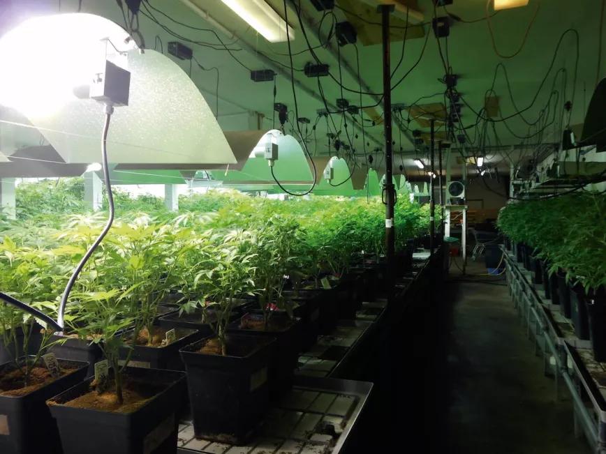 Sala de plantas madre