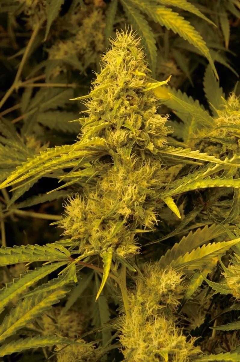 Cogollo de cannabis.