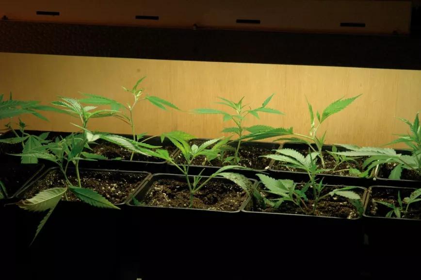 Plantas jóvenes de cannabis