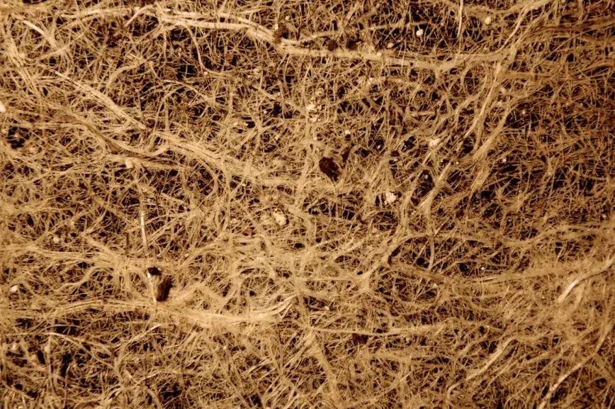 Sistema radicular cubriendo todo el sustrato de manera uniforme.