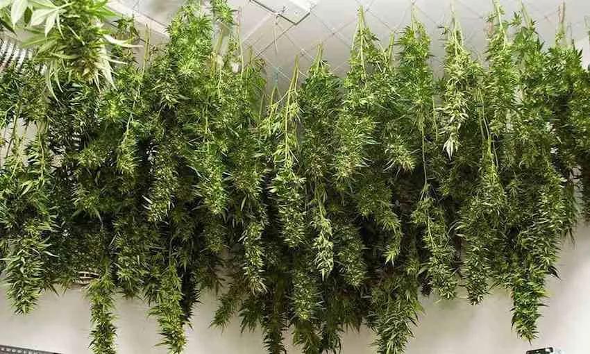 Sour Diesel Cannabis