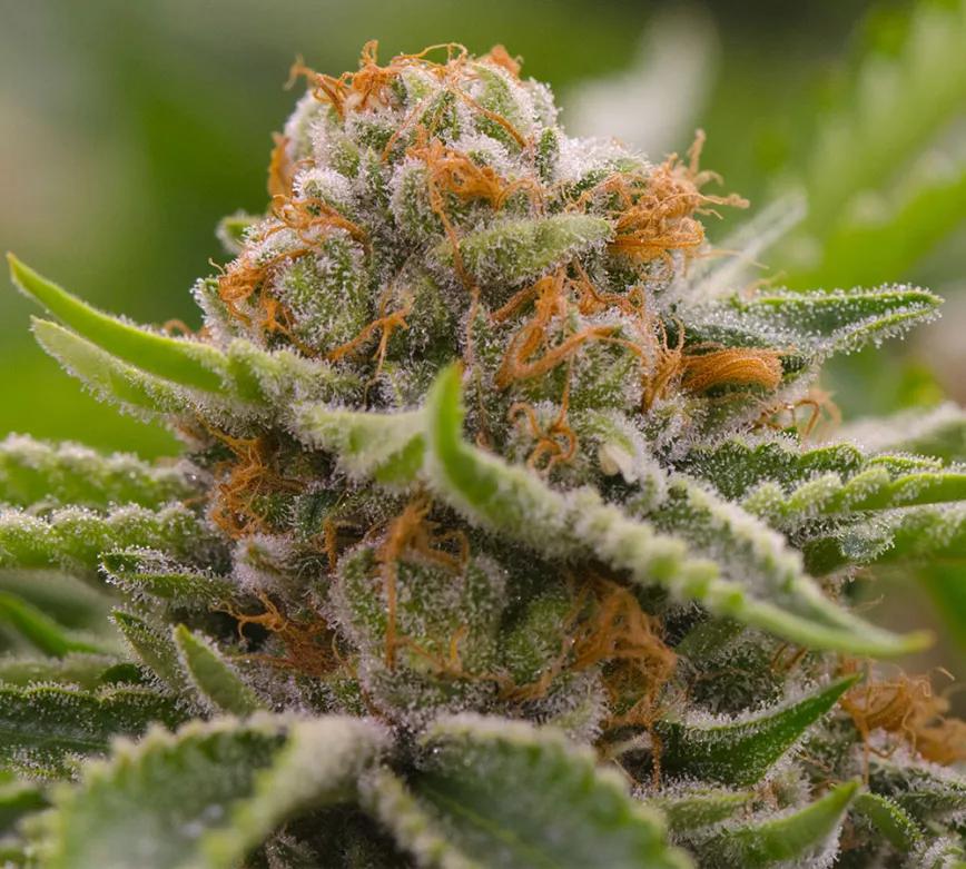 Strawberry Cough: Euforia y toques de fresas frescas que eleva cuerpo y alma.