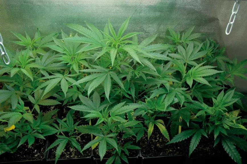 A menudo es mejor que alguna hoja esté un poco amarilla a pasarse con el abono y sobrefertilizar