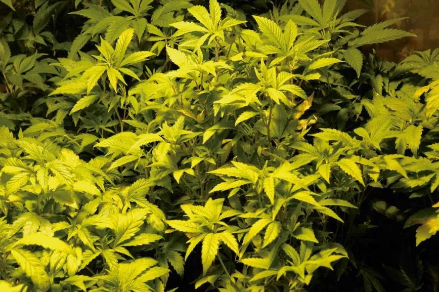El color claro de estas plantas indica que están recibiendo menos nutrientes de lo necesario y hay que aumentar la dosis de fertilizante