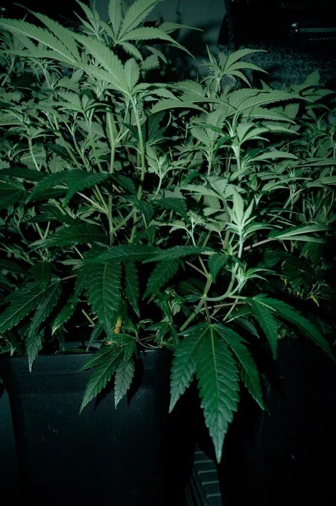 Estas plantas necesitan una limpieza de ramas bajas que le quitan energía y no producen buenos cogollos