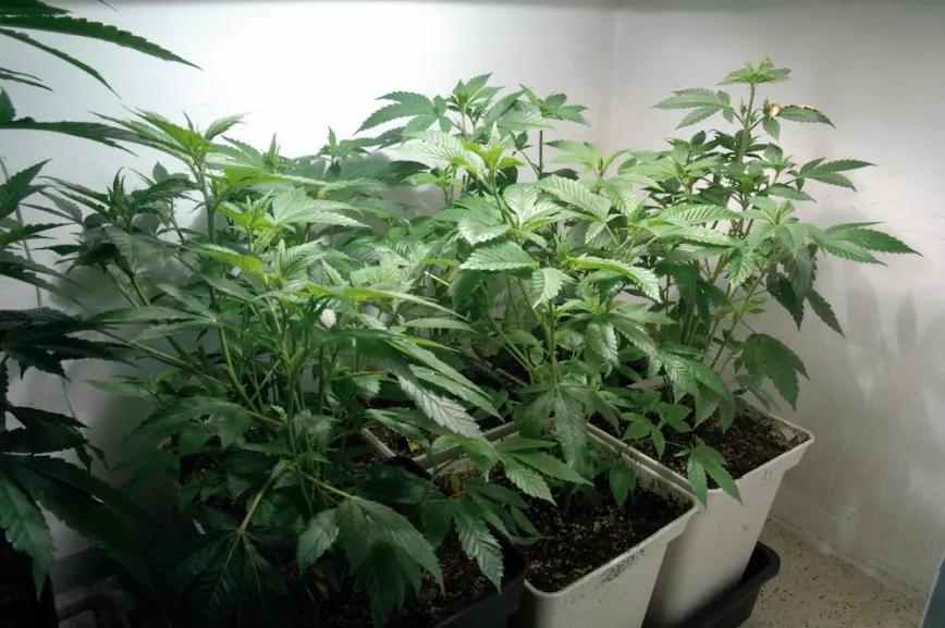 Durante el crecimiento, las necesidades de iluminación son menores que en floración