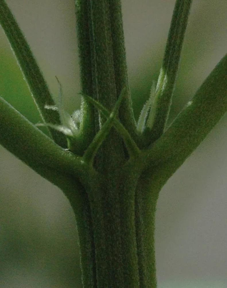 Otra visión de preflores hembra