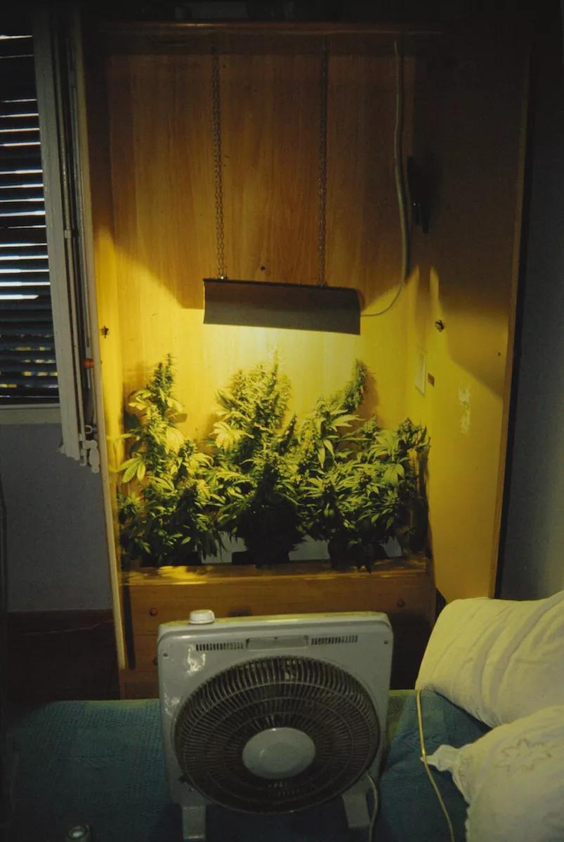 Uno de los primeros armarios de cultivo: sencillo pero efectivo