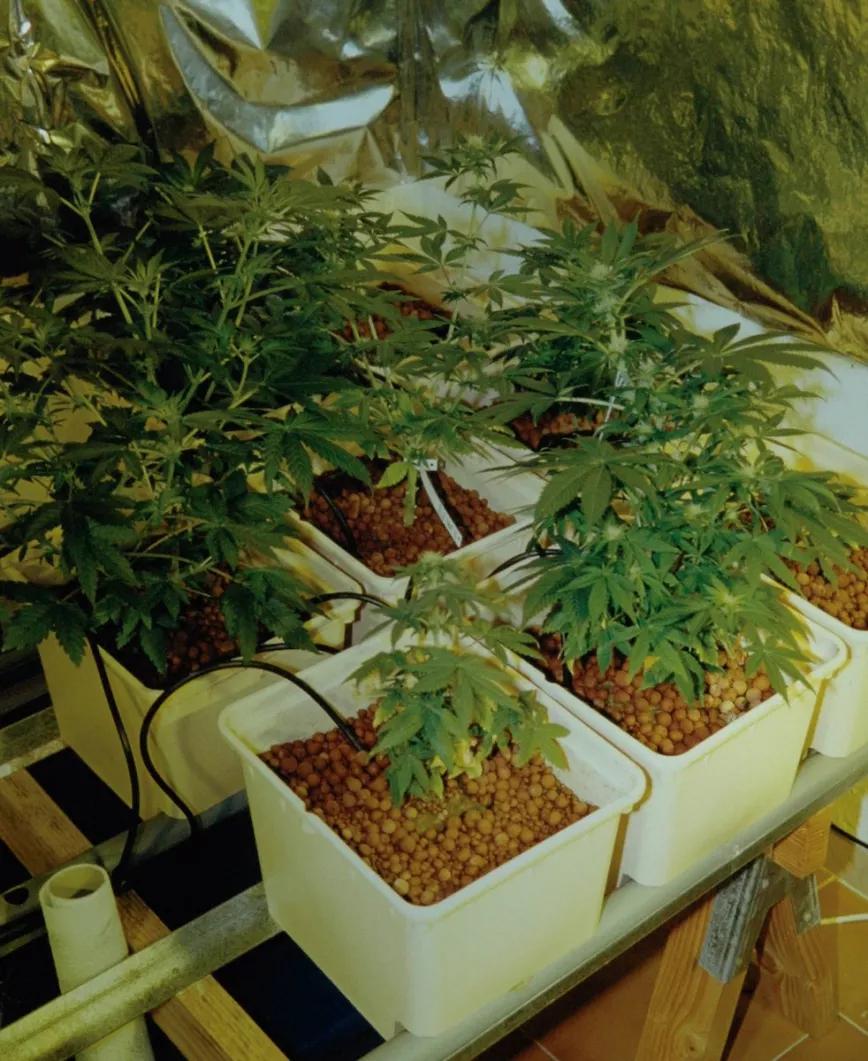 Hidroponía, técnicas avanzadas y sustrato reutilizable