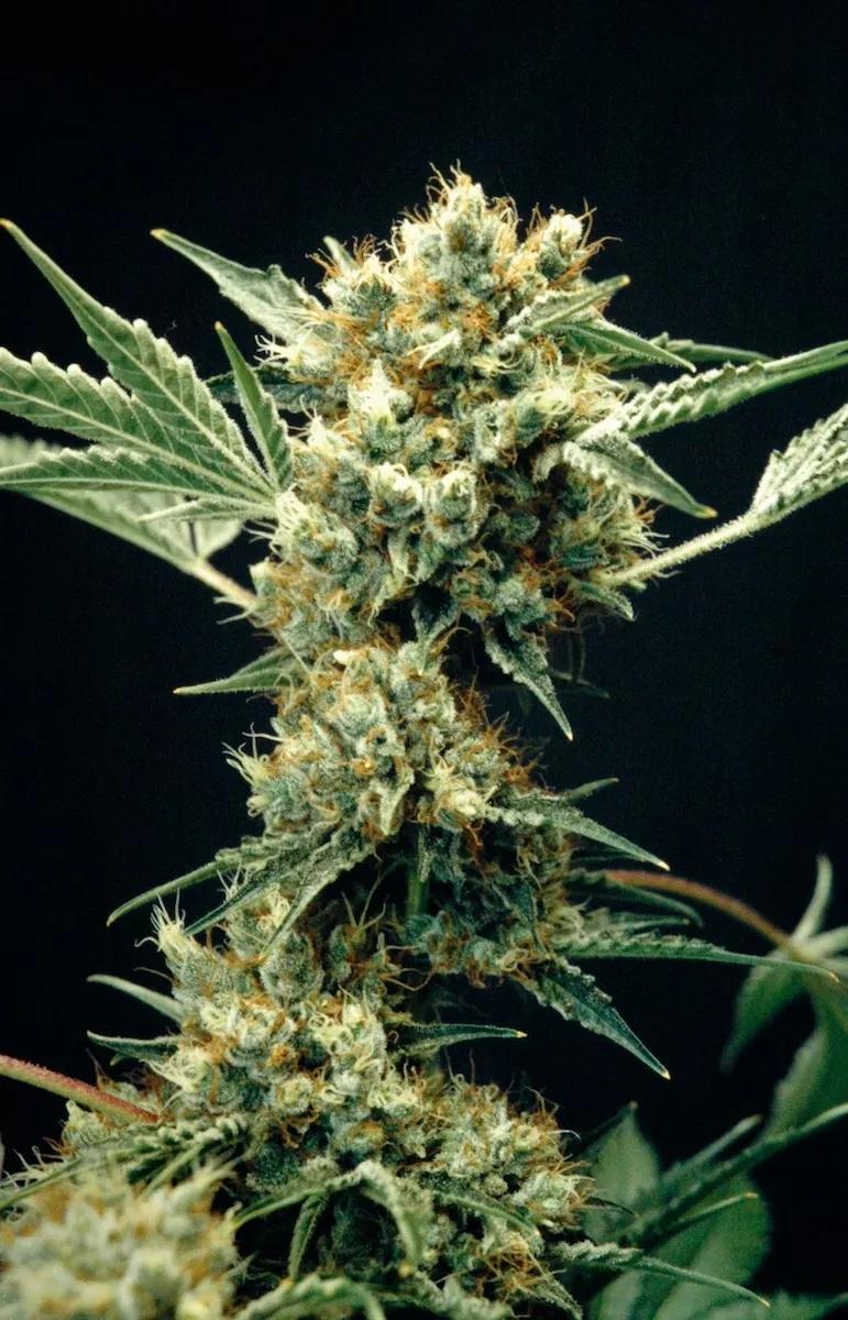 Great White Shark: cómo olvidarte