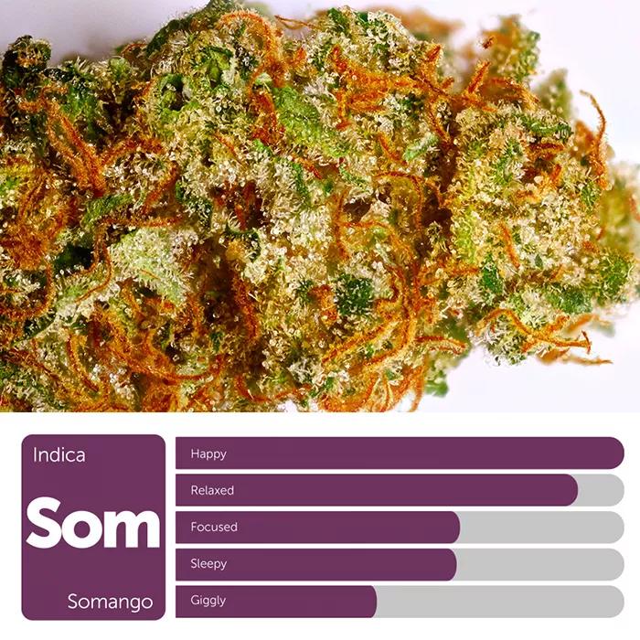 Somango: Índica. Su gusto a mango te da la vida, sus efectos psicoactivos concentración.