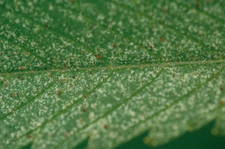 La araña roja deja la hoja como un colador