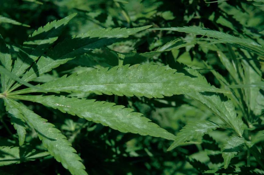 Hoja plagada de oídio