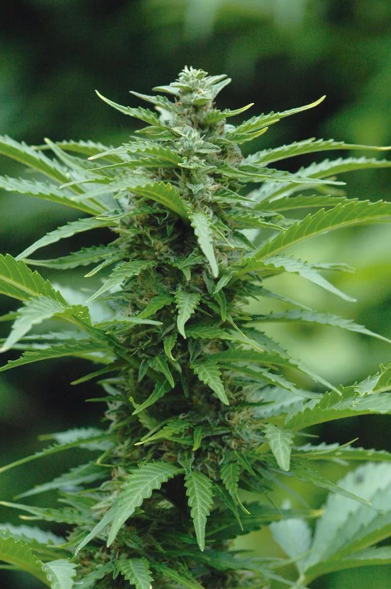 Autofloreciente lista para la cosecha