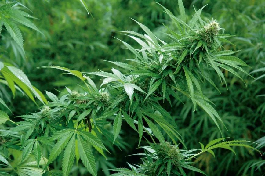 Las sativas empiezan la floración hacia final de mes