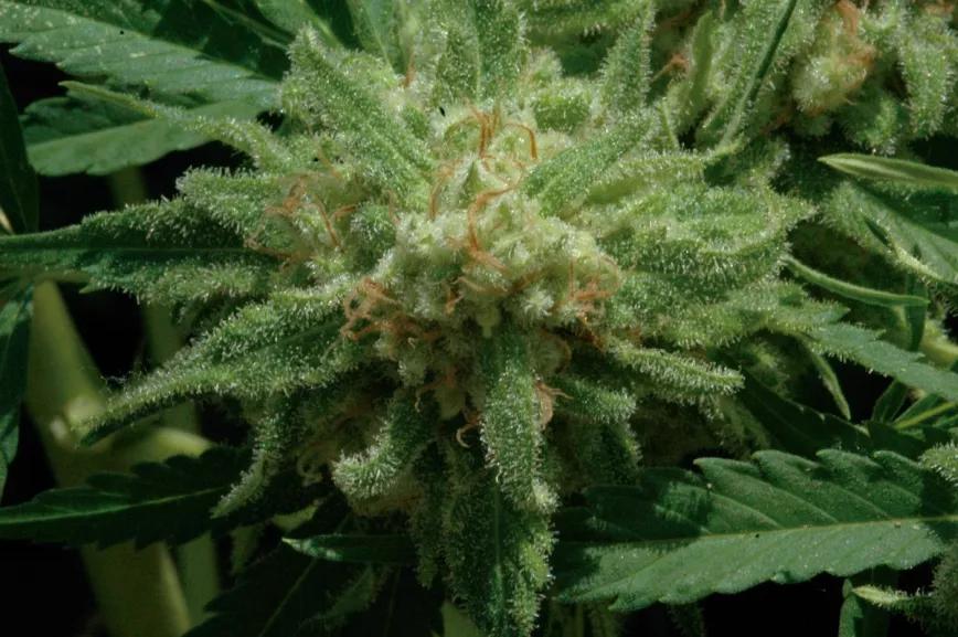 El agua ozonizada no daña las glándulas de resina