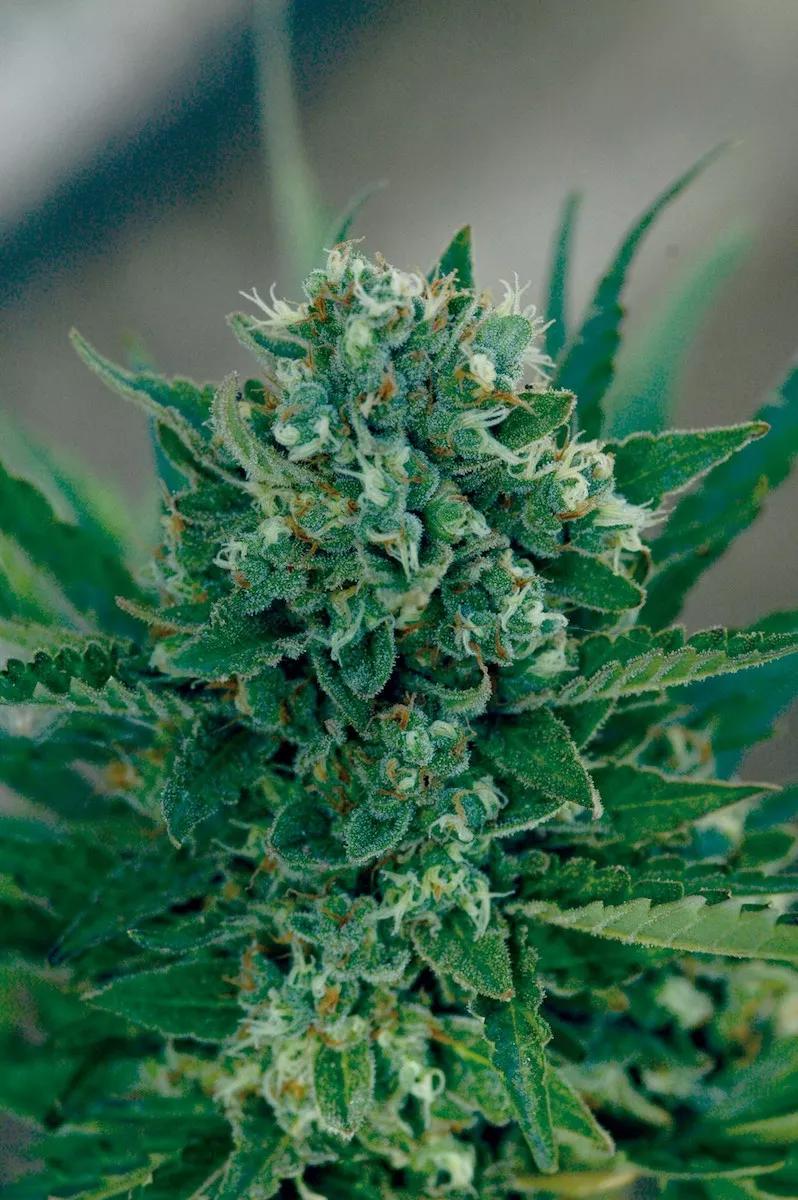 Limpia de restos de insecticidas los cogollos pulverizando agua ozonizada antes de la cosecha