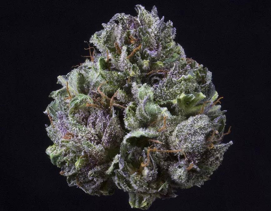 Grape Stomper