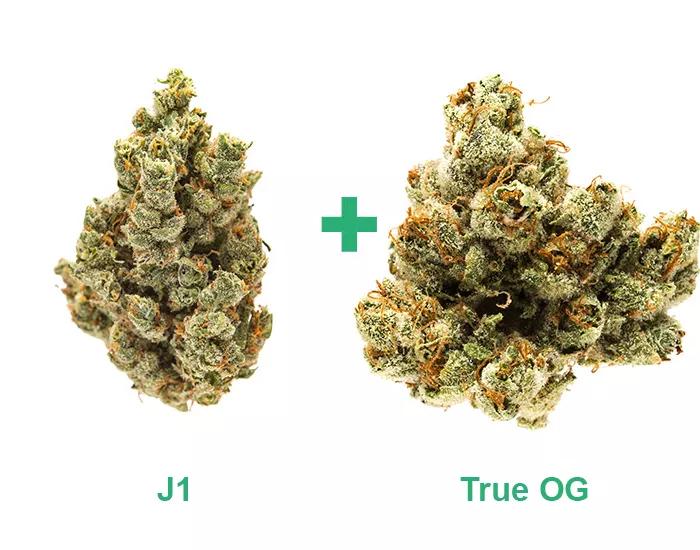 J1 + True OG: Otro de los combos de fruta de día (J1) para venirse arriba con otra variedad más propia de la tarde (True OG) para calmar los ánimos y frenar tu entusiasmo.
