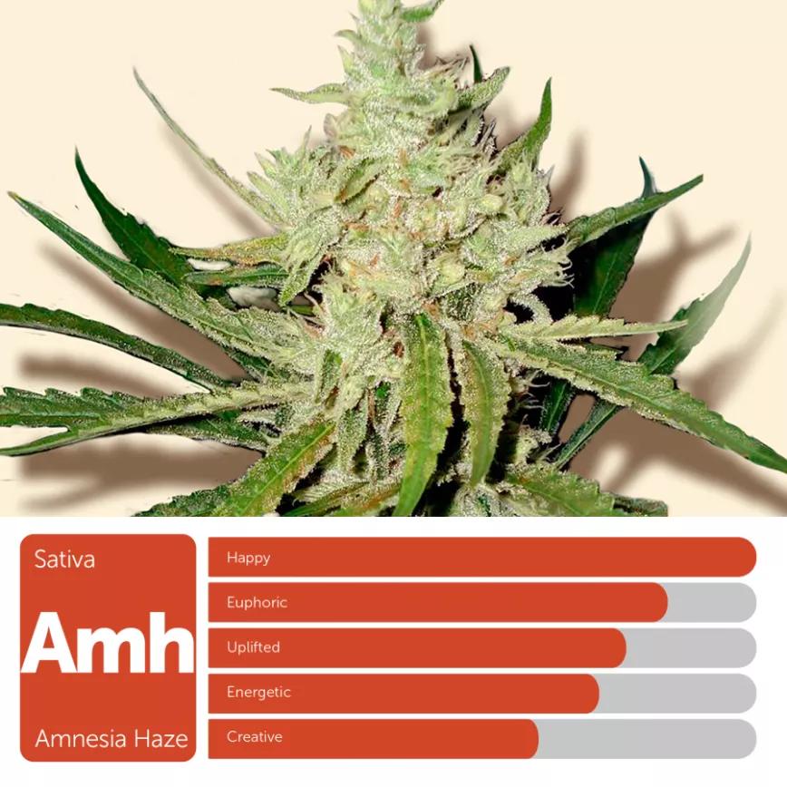 Amnesia Haze: Sativa que muchos han olvidado. Aunque se comenta que por España aún corren sus semillas.