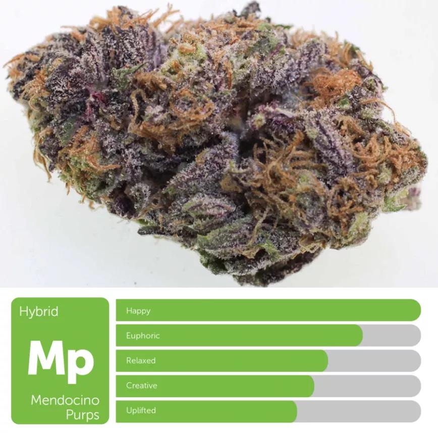 Mendocino Purps: Híbrida. Desde el 2000 su producción se cortó de raíz (más o menos). Las ruinas de Palmira del cannabis.