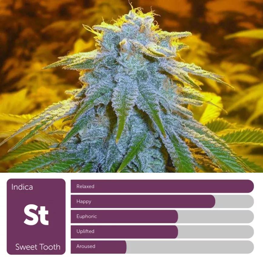 Sweet Tooth: Índica. Aunque ganó en el 2001 la copa de High Times de Amsterdam encontrar Sweet Tooth puede ser una de las tareas más complicadas que puedes comenzar.