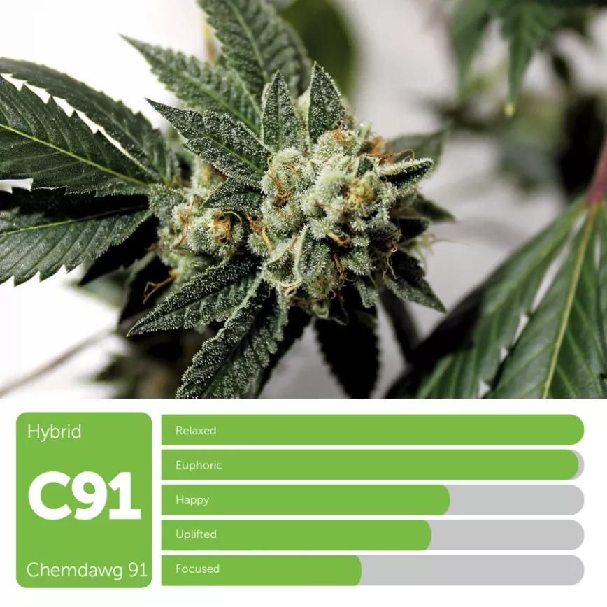 Chemdawg 91: híbrida conocida por ser junto con Sour Diesel las dos variedades que usaron Gratefull Death en su famoso concierto. Es el equivalente de la pila bautismal de Juan Bautista.