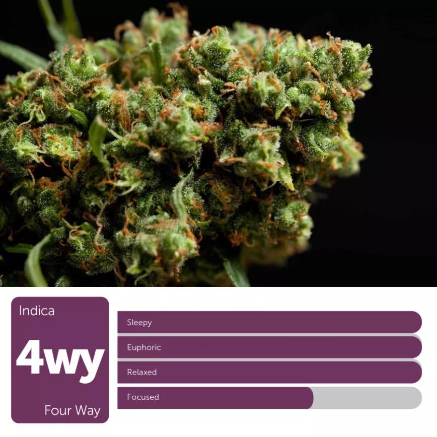 Four Way: Índica. La gente recuerda su potente efecto sedativo y el 20% de THC. Maná del cielo.