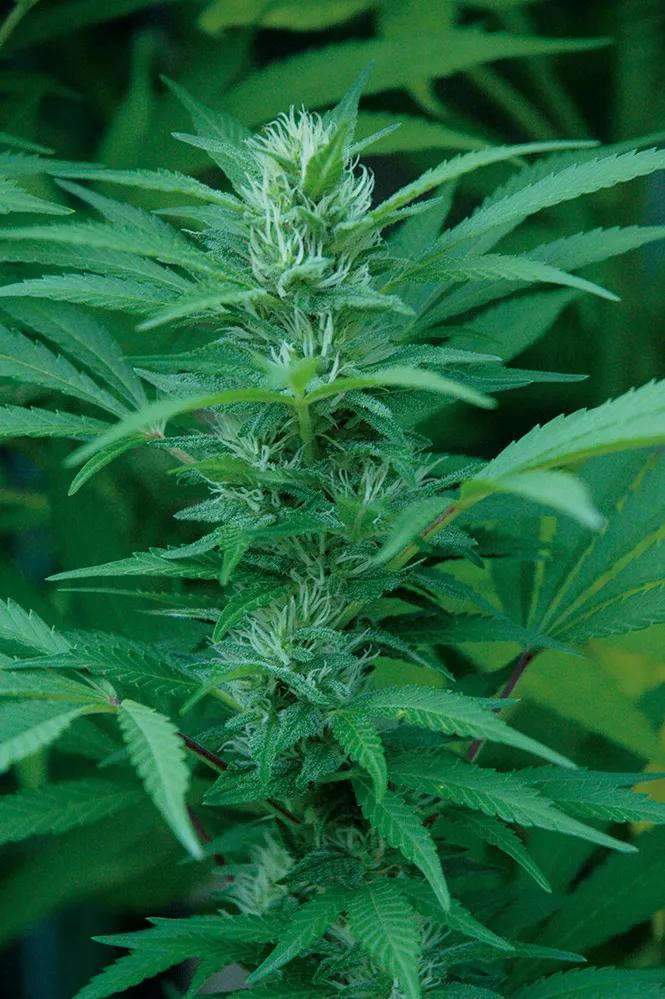 Las variedades tardías empiezan a formar los cogollos a principios de mes. 