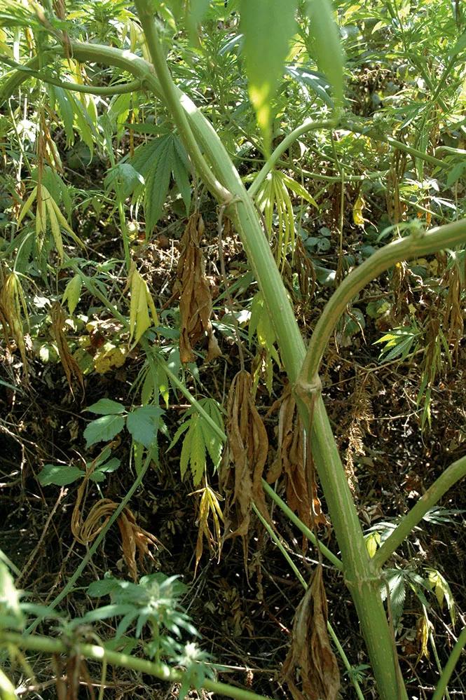 Las hojas de las zonas bajas y sombreadas se secan y caen por falta de luz, lo que mejora la ventilación en torno a las plantas. 