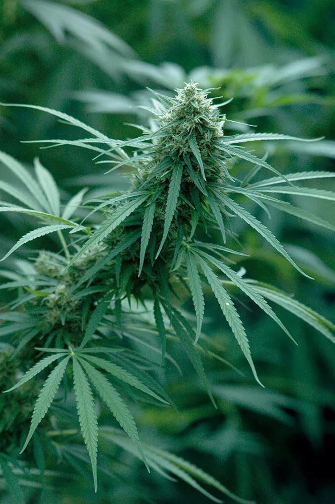 Los delgados cogollos de las sativas soportan mejor la humedad sin enmohecerse.