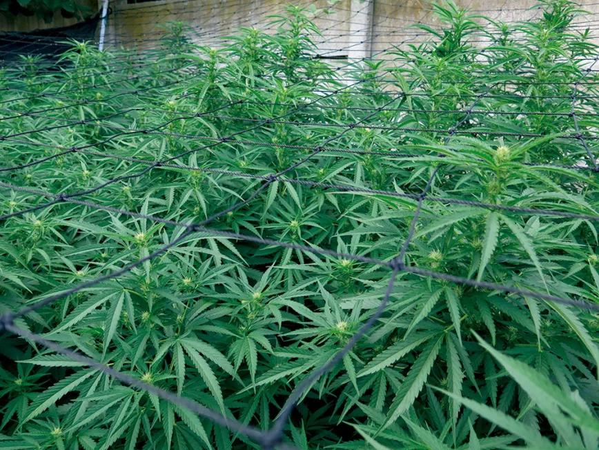 La malla ayudará a sujetar los cogollos cuando engorden, evitando que se doblen por el peso.