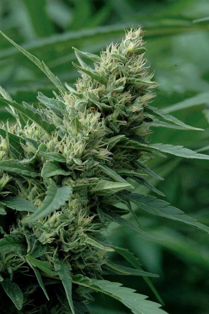Esta sativa temprana ya tiene los cogollos bastante formados, pero aún debe producir mucha resina en las próximas semanas.