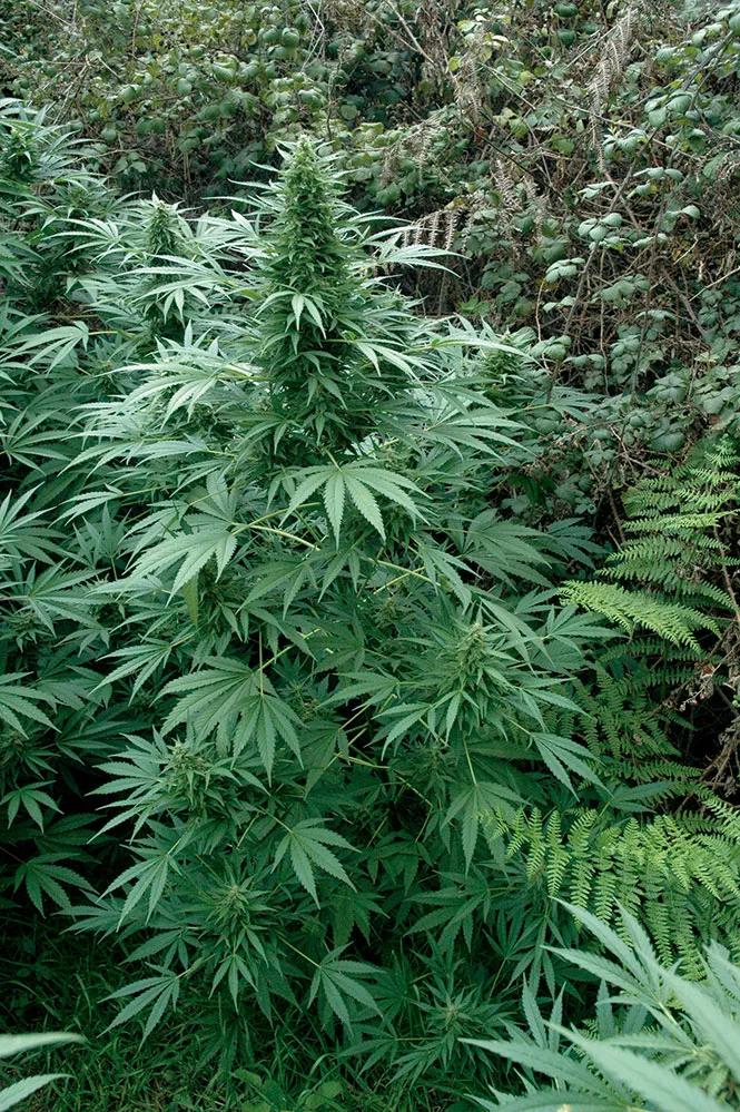 Las plantas en el suelo amarillean menos, pues tienen más nutrientes disponibles.