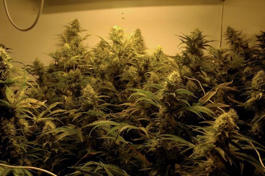 Un mar de cogollos enmallados todos a la misma distancia de la lámpara.