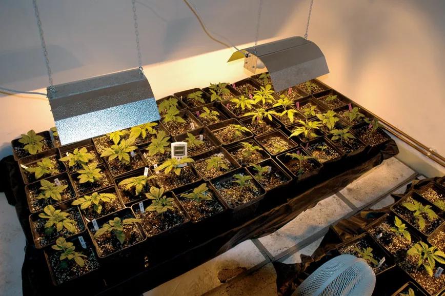 Con veinticinco plantas de semilla bajo cada lámpara, hay problemas a la vista: cuando crezcan no cabrán. 