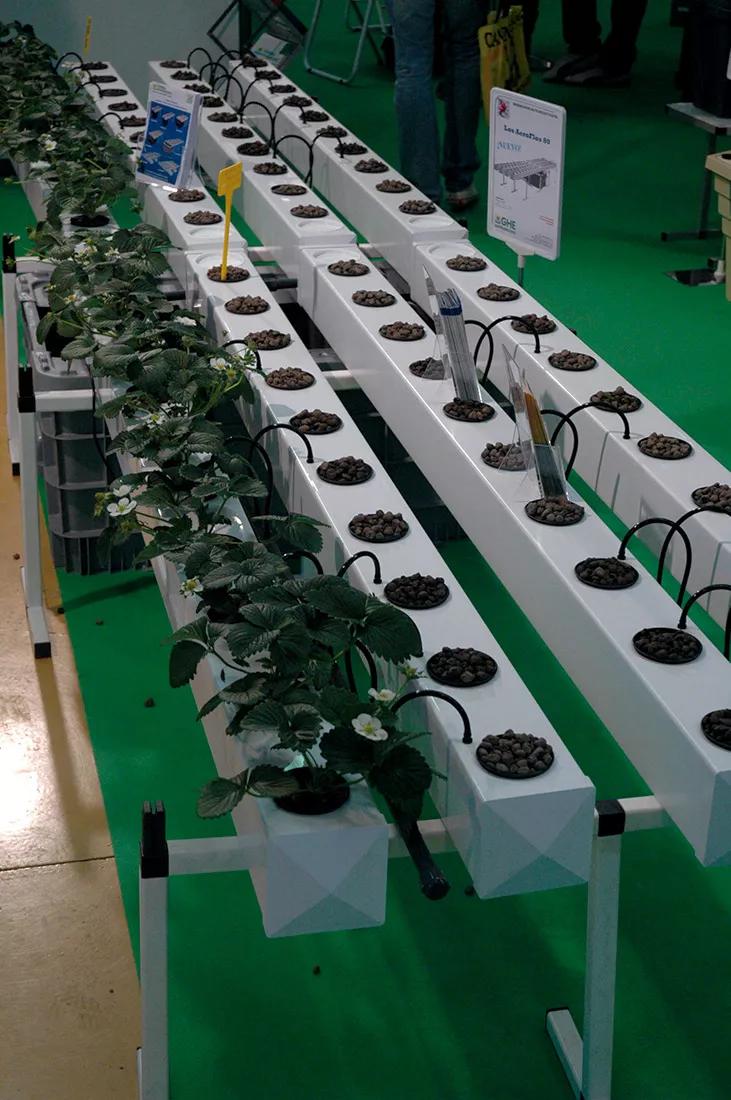 Un sistema hidropónico en el que las raíces crecen en los canalones blancos.