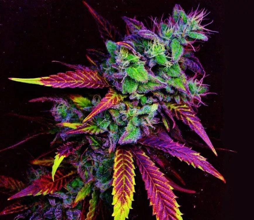 Rainbow Kush