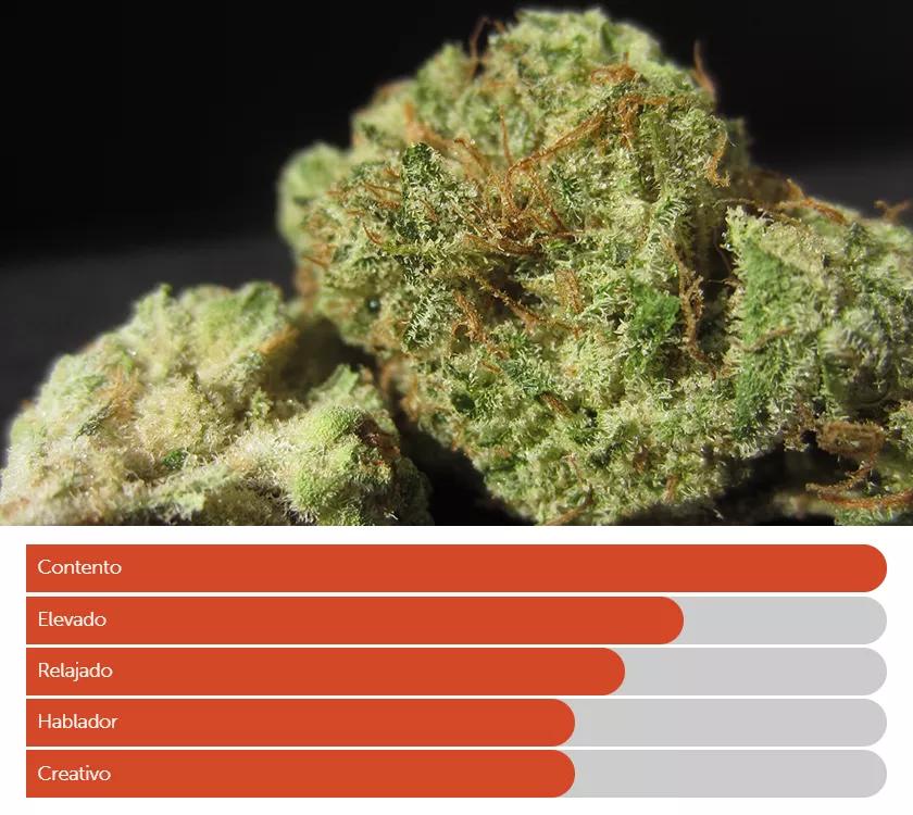 DREAM BEAVER: Si hay una variedad de estas cinco que realmente ayuda a combatir tus propias inseguridades es esta Dream Beaver. Ayuda a la creatividad y eleva el ánimo pero sin posibles efectos secundarios como la paranoia.