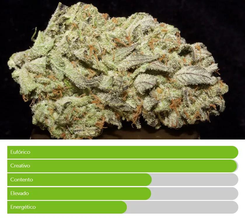 KILLER QUEEN: Sabor dulce y fuerte explosión de energía. Killer Queen está pensada para aquellas personas que tienen un trabajo que requiere muchas horas de concentración y donde se soporta una carga considerable de estrés.