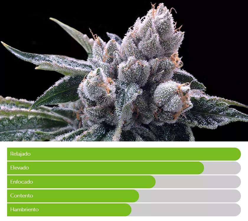 WHITE WALKER OG:  Otra variedad que eleva el espíritu, anima que aflore la felicidad y relaja que da gusto. Ten algo para picar cerca porque su efecto secundario te va a llevar por esa dirección.